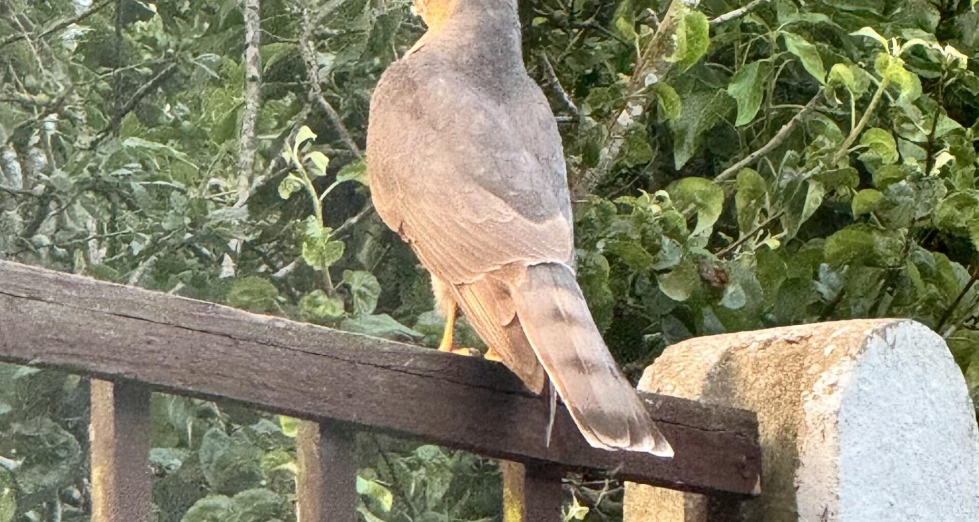 What is this bird sat on my fence?