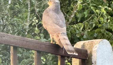 What is this bird sat on my fence?