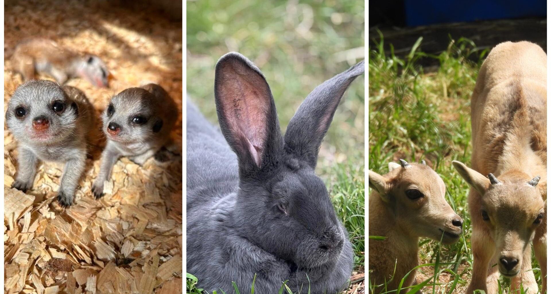 ГИГАНТИ: Лилави зайци дойдоха в България, стигат до 15 кила! - България