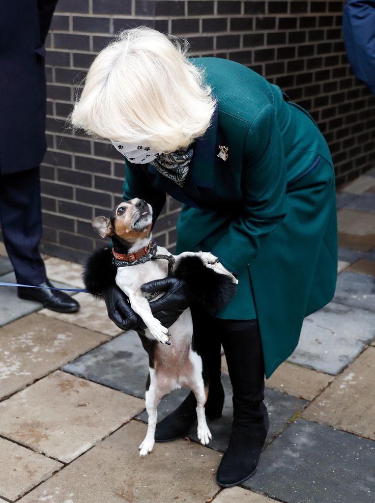 Queen Camilla cuddling her dog Beth while wearing a face mask
