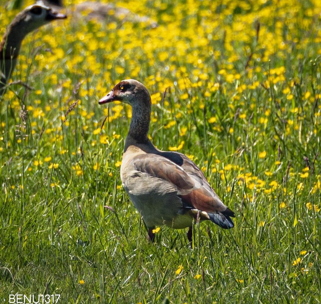 Nilgans / Kanadagans / Graureiher / Bussard / Grasmücke / Bonus-Bieber