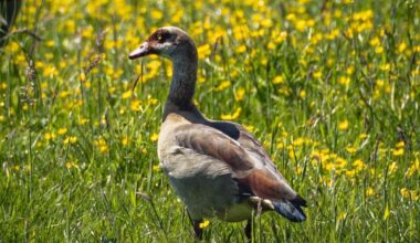 Nilgans / Kanadagans / Graureiher / Bussard / Grasmücke / Bonus-Bieber