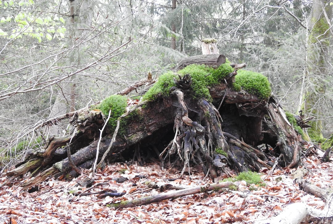 Ich mag Baumstümpfe, sie haben irgendetwas besonderes an sich