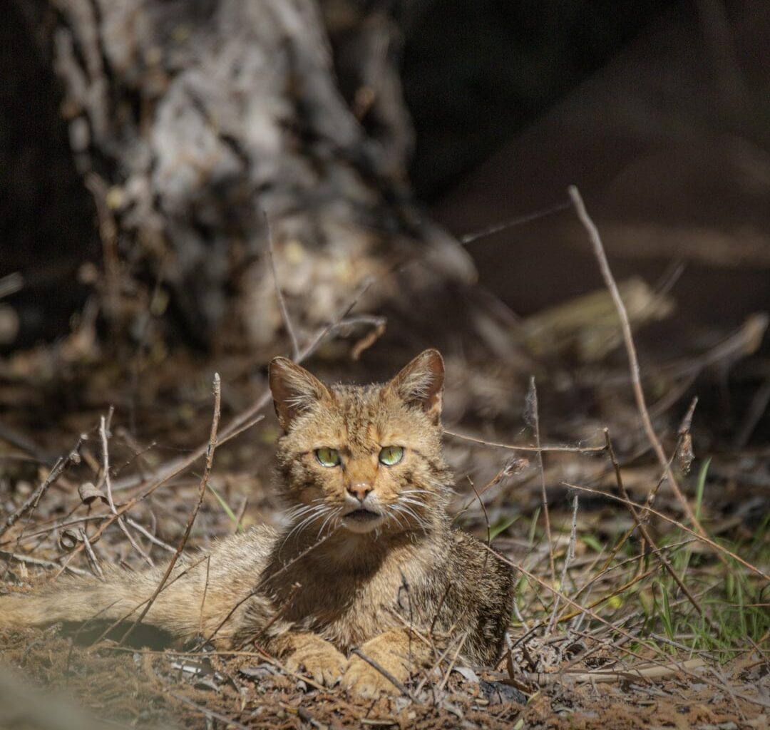 Wildkatze im Donaudelta