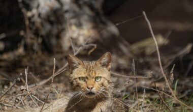 Wildkatze im Donaudelta