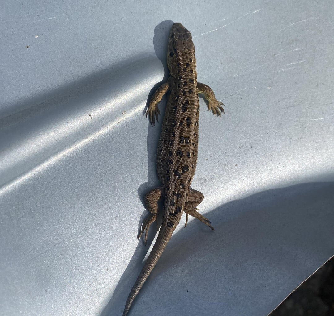 Wen/was habe ich hier aufgegabelt?