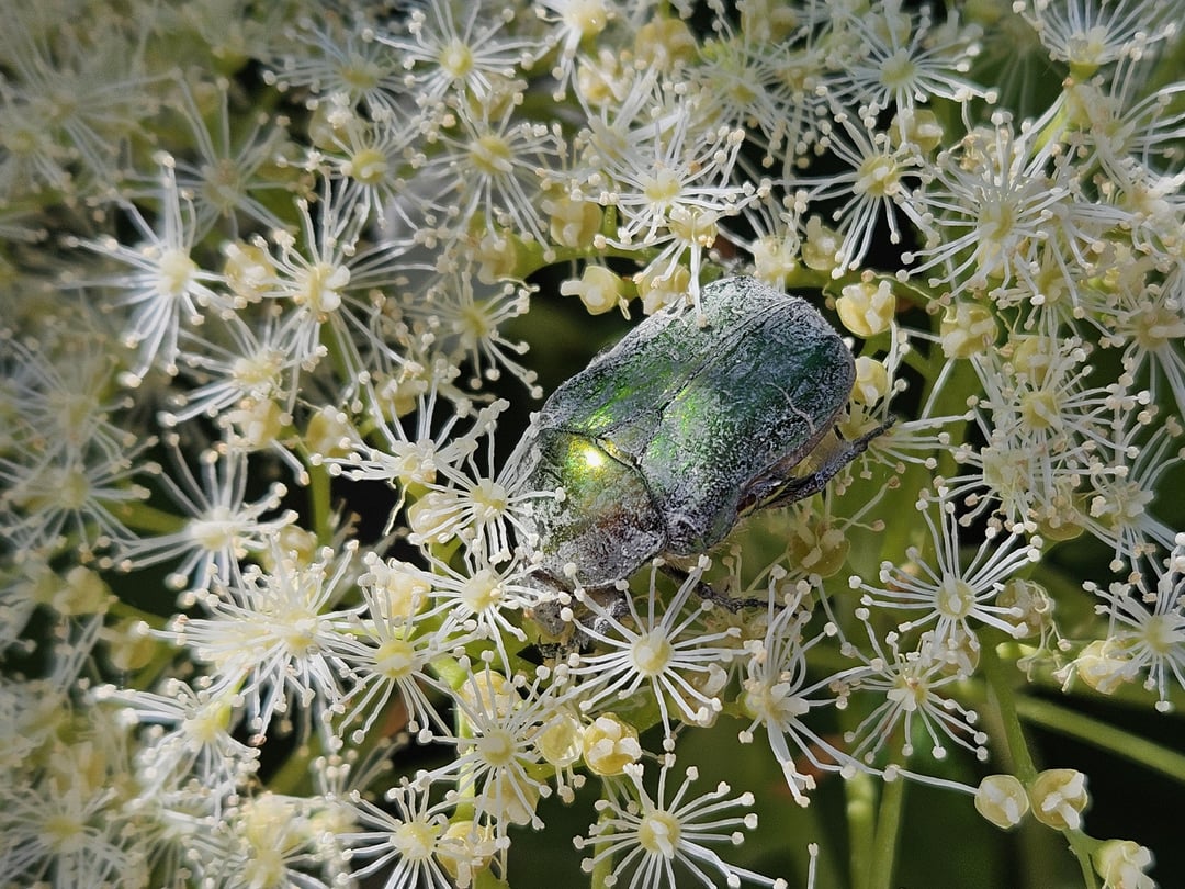 Kupfer-Rosenkäfer auf Blüte von Kletterhortensie (völlig eingestaubt von Blütenstaub)