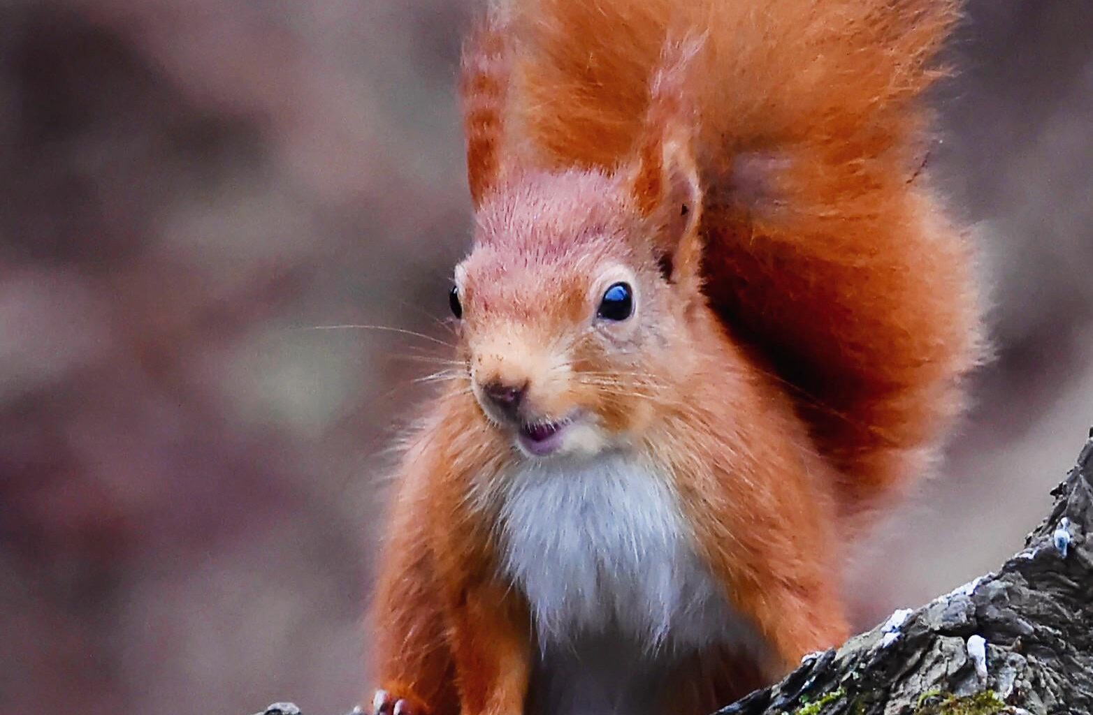 A very happy little red 🏴󠁧󠁢󠁳󠁣󠁴󠁿