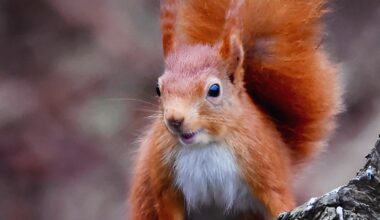 A very happy little red 🏴󠁧󠁢󠁳󠁣󠁴󠁿