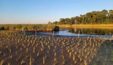 Maryland DNR Launches Living Lab To Fight Climate Change, Boost Environmental Education