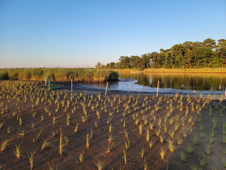 Maryland DNR Launches Living Lab To Fight Climate Change, Boost Environmental Education