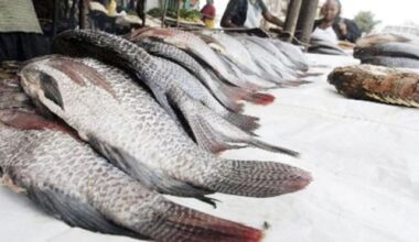 Kenyan fish to access European market