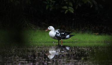 Southeast Asia’s white-winged duck at critical threat of extinction