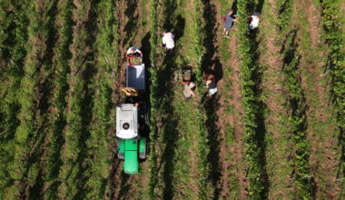 RTL Today - Moselle Valley: Luxembourg develops national strategy to boost wine tourism