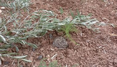 Esta época del año es estupenda para hacer senderismo por la naturaleza. Te puedes encontrar sorpresas tan bonitas como ésta.