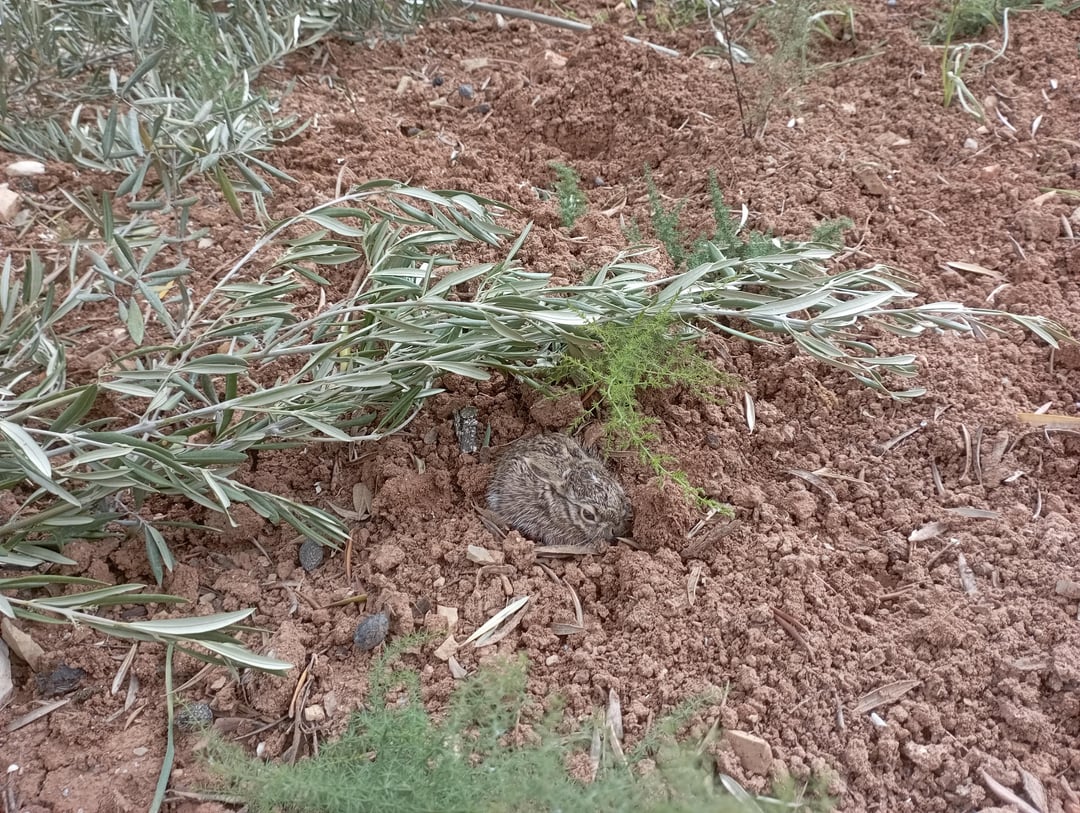 Esta época del año es estupenda para hacer senderismo por la naturaleza. Te puedes encontrar sorpresas tan bonitas como ésta.