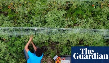 Trump tariffs to hit small farms in Maga heartlands hardest, analysis predicts | Trump tariffs