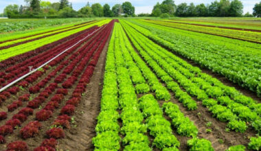 България и Ирак ще си сътрудничат в областта на земеделието и храните