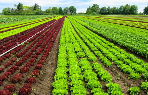 България и Ирак ще си сътрудничат в областта на земеделието и храните