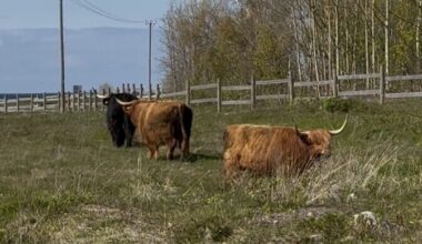 Highland cattle arrive to maintain Estonia's Paljassaare coastal meadow | News