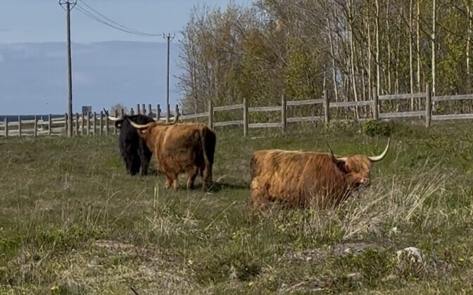 Highland cattle arrive to maintain Estonia's Paljassaare coastal meadow | News