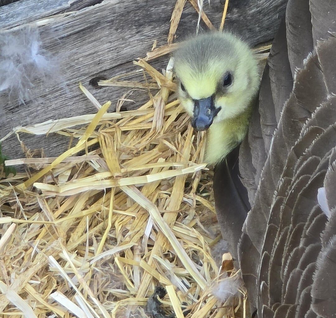 It's that time of year where I obsessively check in on the local geese nests on my daily walks down the canal. 1 out of 4 nests have provided little balls of fluff. I truly look forward to this all year 😂