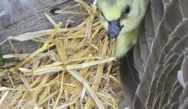 It's that time of year where I obsessively check in on the local geese nests on my daily walks down the canal. 1 out of 4 nests have provided little balls of fluff. I truly look forward to this all year 😂