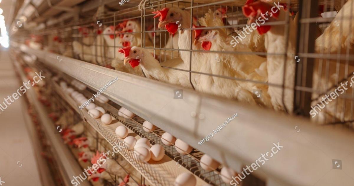 Contagious virus affecting birds and poultry found in Malta