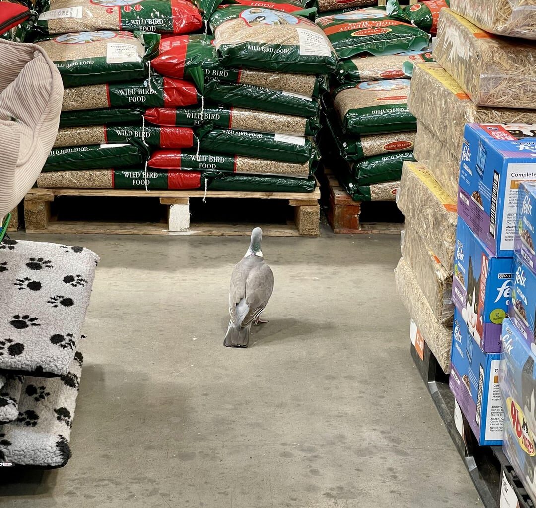 Just seen a pigeon in a shop checking out the wild bird seed…