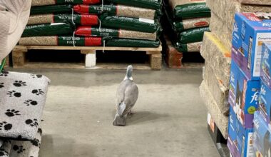 Just seen a pigeon in a shop checking out the wild bird seed…