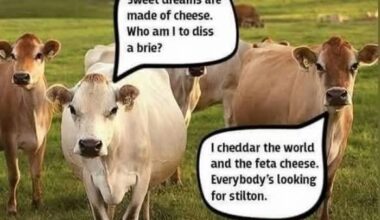Sweet Cheesus who made this!