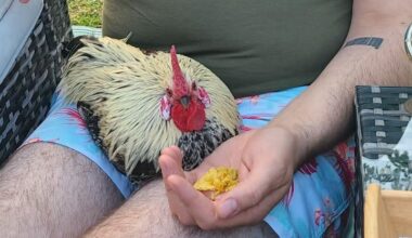 Other half says I shouldn't wear these shorts cos you can totally see my cock.