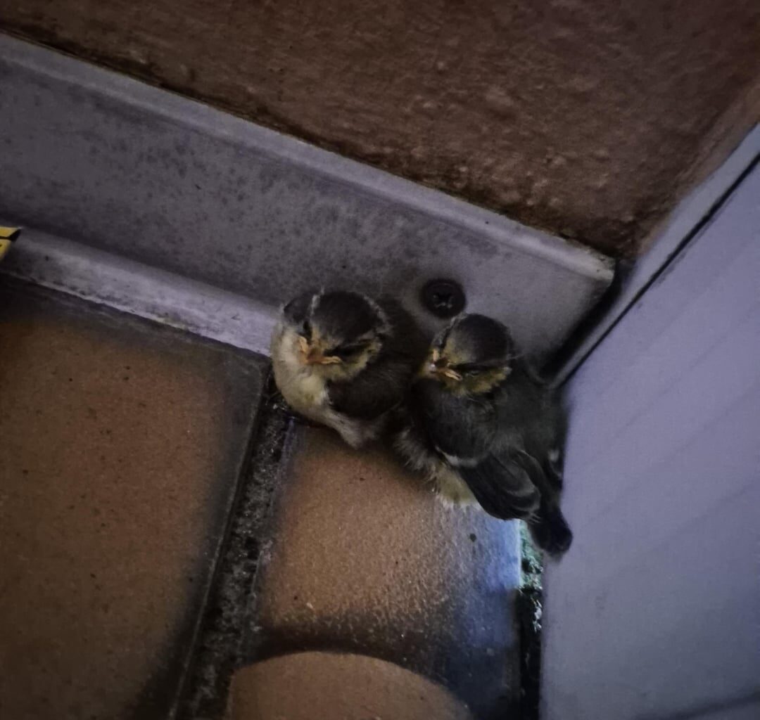 Hilfe gefragt. Mache ich alles richtig mit diesen zwei Blaumeisen Küken?