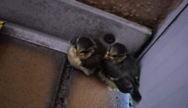 Hilfe gefragt. Mache ich alles richtig mit diesen zwei Blaumeisen Küken?