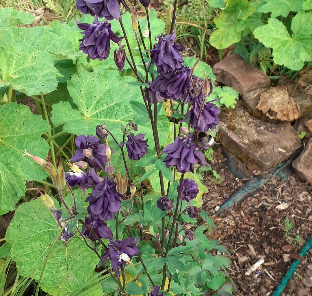 Heute beim Spaziergang entdeckt. Welche Pflanze ist das?