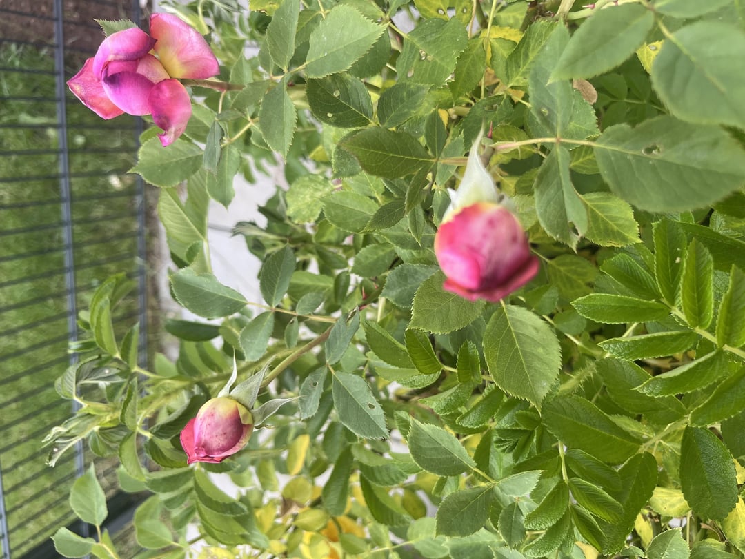 Rosen blühen aber innen sind viele gelbe Blätter, ist das normal?