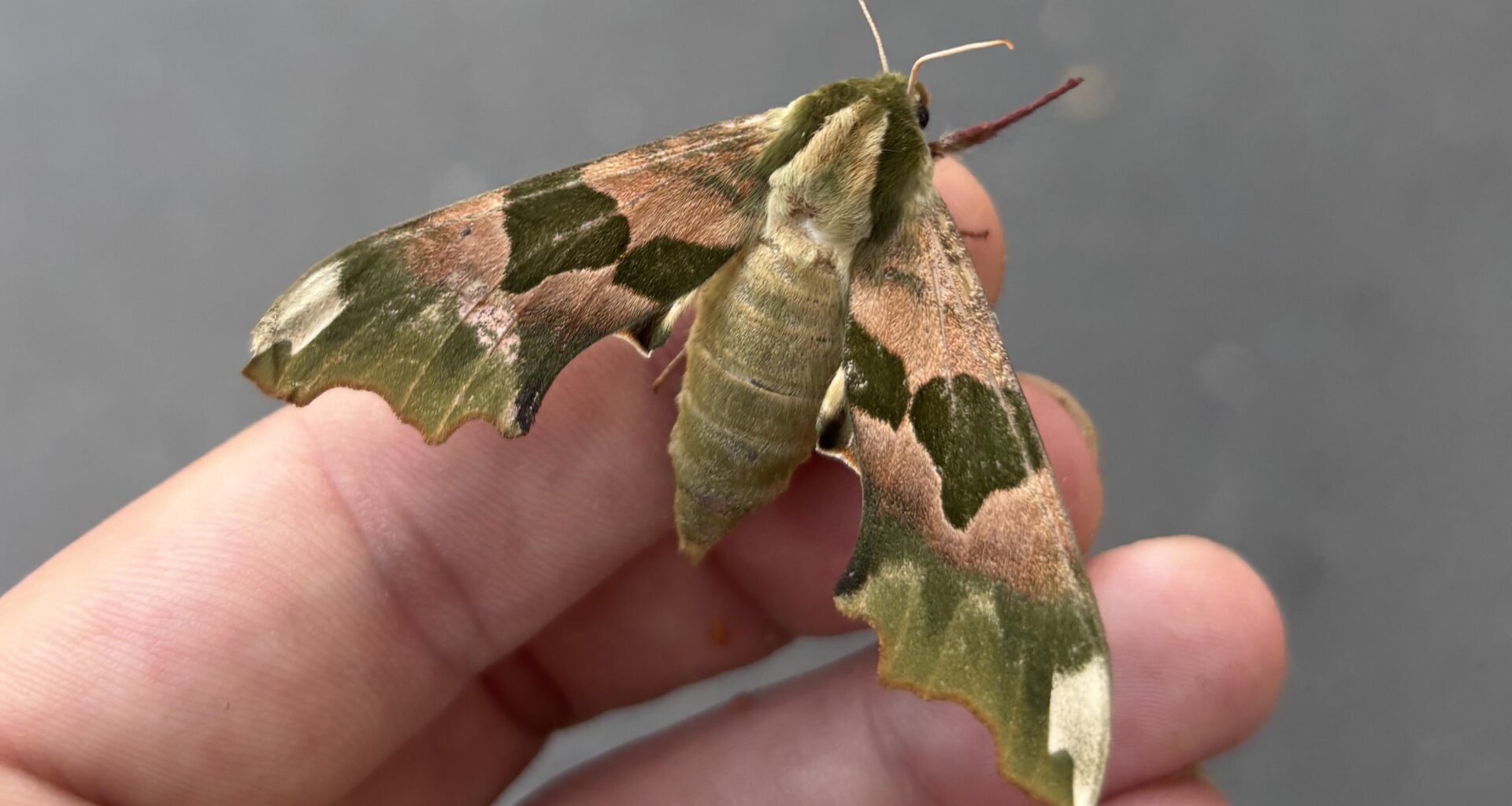 Lindenschwärmerweibchen