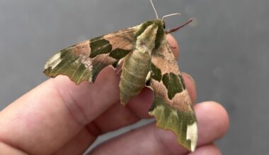 Lindenschwärmerweibchen