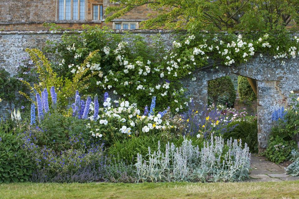 broughton castle, oxfordshire: border beside the walled garden with roses, delphiniums, phlomis russ