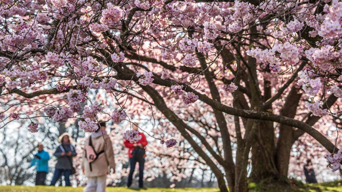 Kirschblüte im Olympiapark, wunderbarer Frühlingstag, München, 2. April 2025 