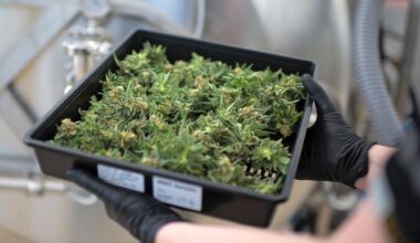 Up in Smoke: Why New Zealand’s medical cannabis industry is struggling to make ends meet