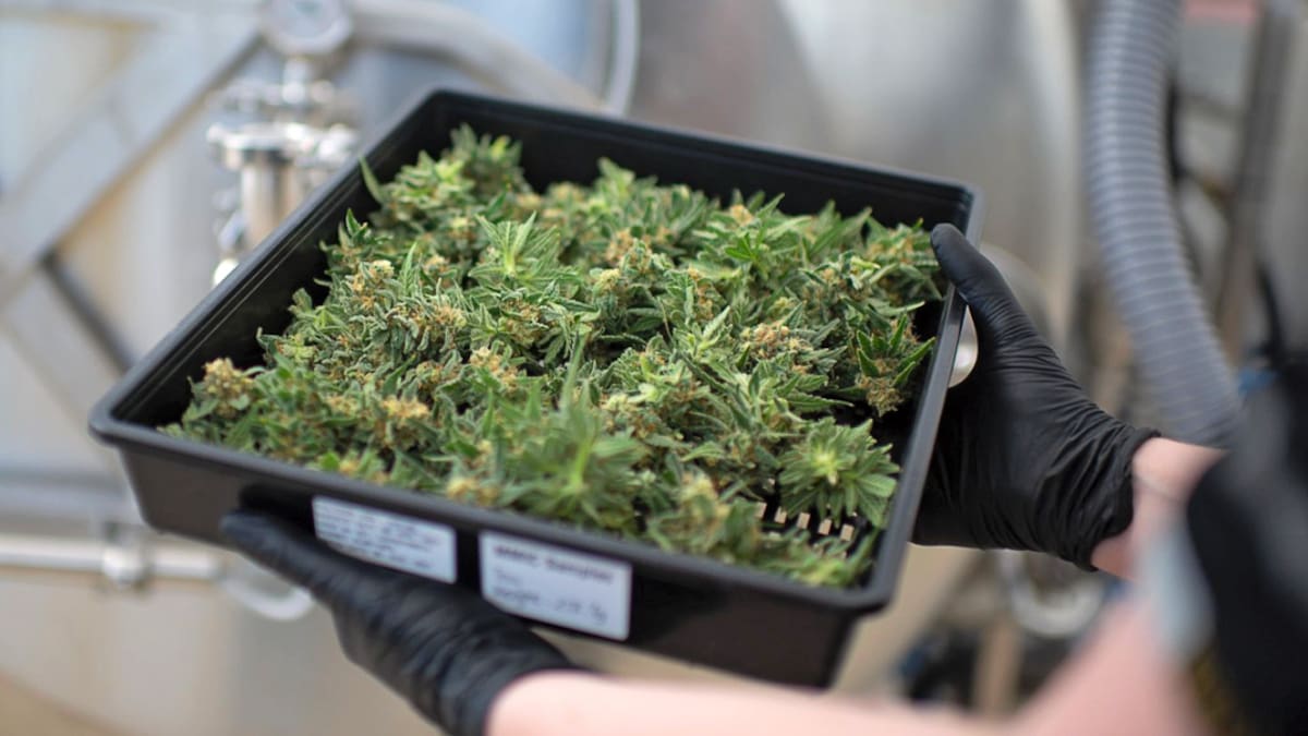 Up in Smoke: Why New Zealand’s medical cannabis industry is struggling to make ends meet