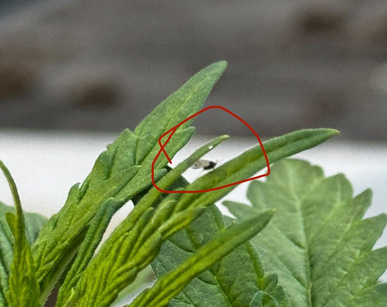 Was sind das für Mücken?