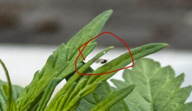 Was sind das für Mücken?