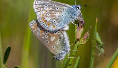 Hauhechel-Bläulinge bei der Paarung (Männchen oben, Weibchen unten) / Europäische Hornisse