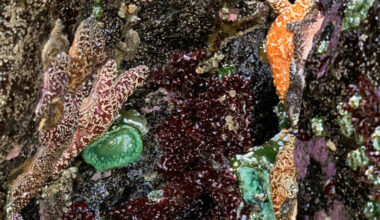 OSU researchers highlight threat of climate change to Earth's wild animals