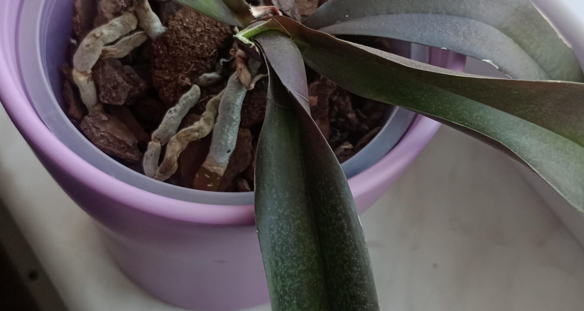 Was ist mit meiner Phalaenopsis aphrodite ???