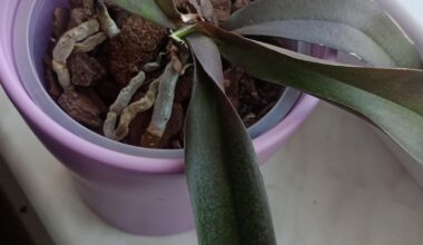 Was ist mit meiner Phalaenopsis aphrodite ???
