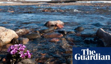 Arctic plant study reveals an ‘early warning sign’ of climate change upheaval | Climate crisis