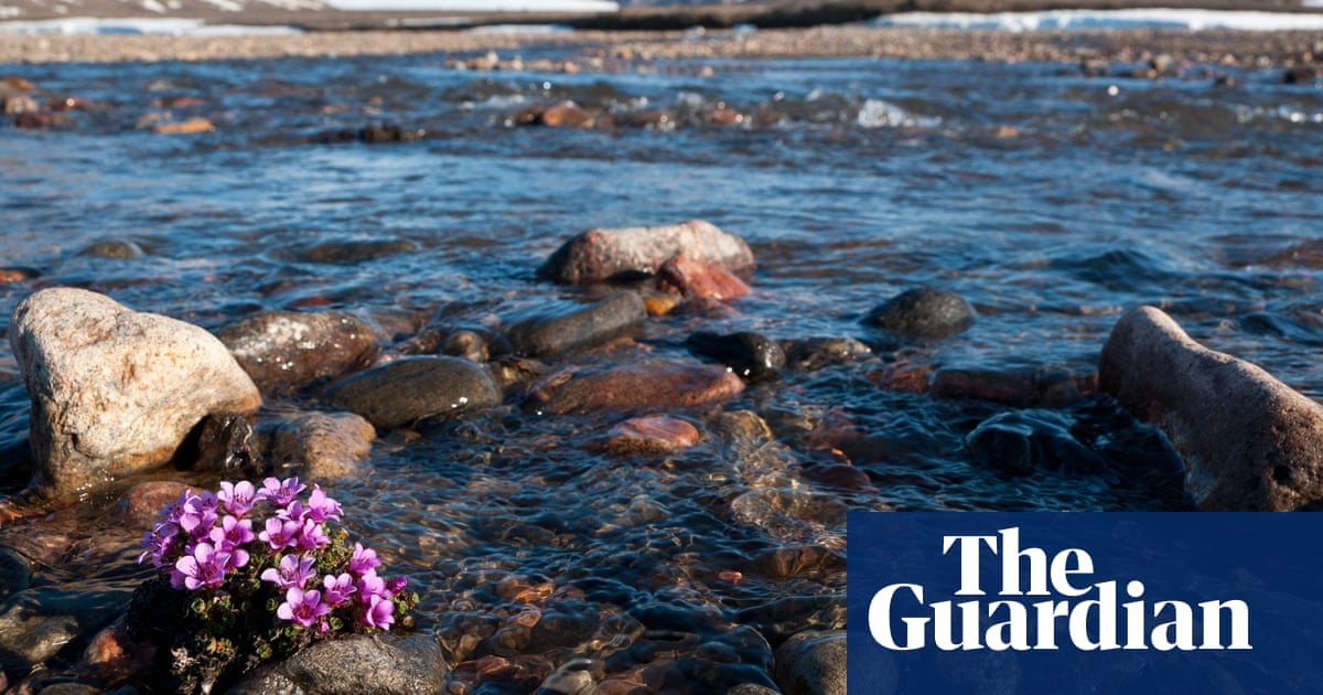 Arctic plant study reveals an ‘early warning sign’ of climate change upheaval | Climate crisis